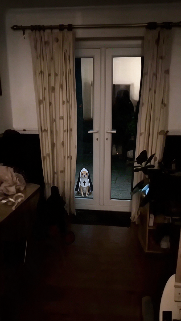 Petit chien en costume de nonne derrière une porte vitrée